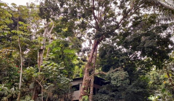 Casa Escondida Jungle view #2