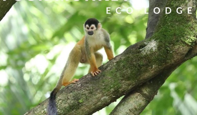 Four Monkeys Eco Lodge - Jungle & Beach