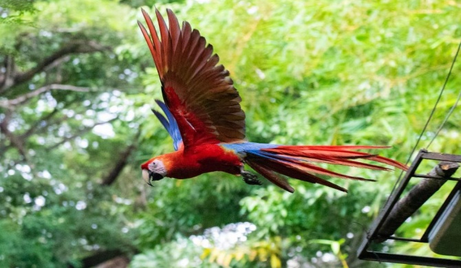 Jungle Lodge at Wild Sun Rescue Center